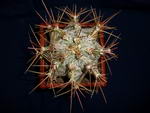 Astrophytum Ornatum